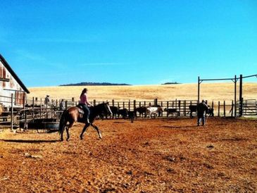 Person riding a horse in a sunny outdoor arena with a blue sky.
