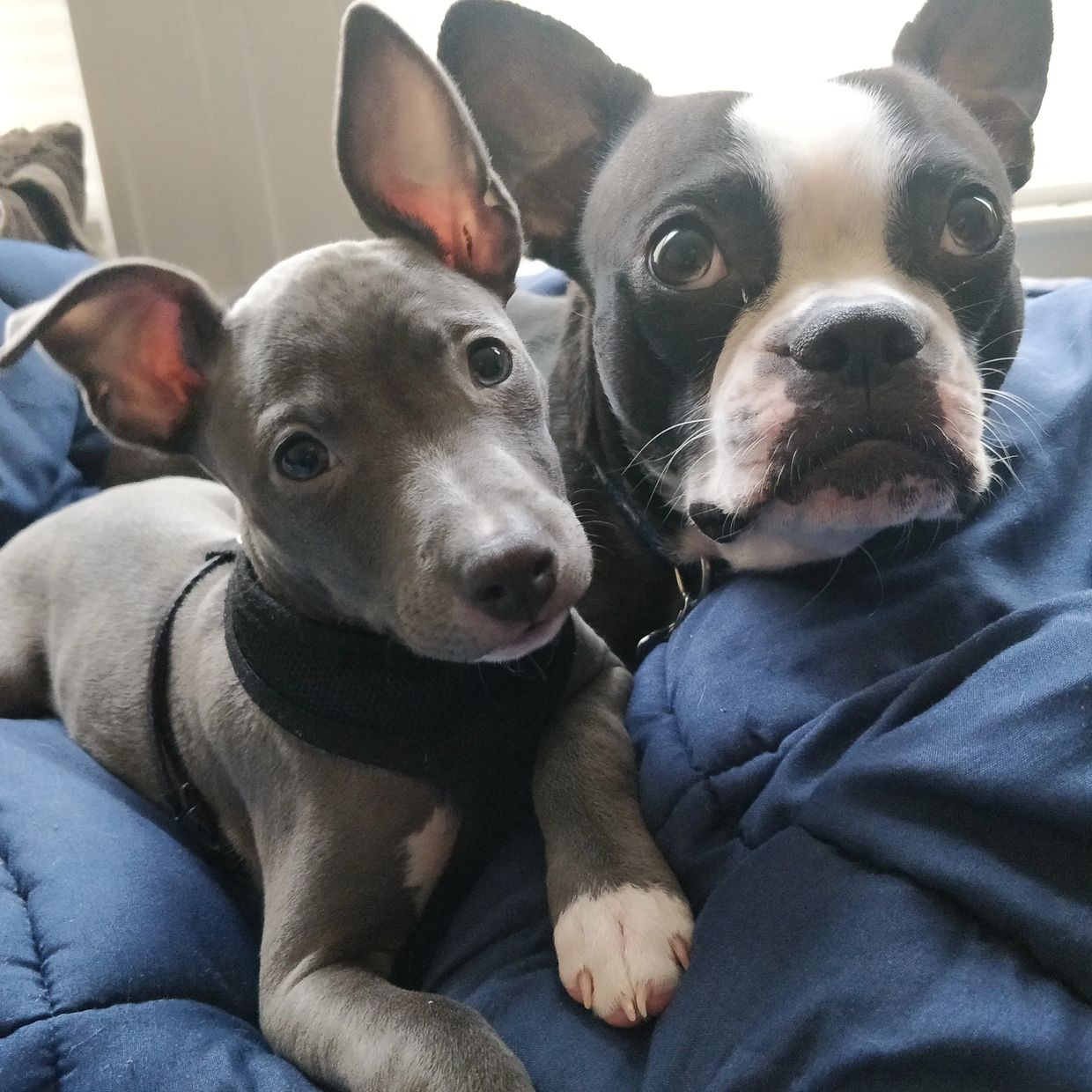 Puppies snuggling after playtime at dog daycare.