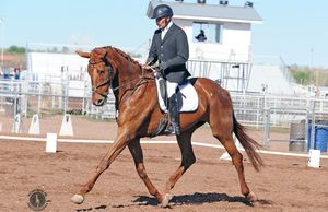 Dressage Training