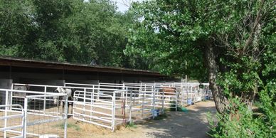 Outdoor horse boarding