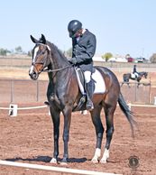 Dressage or Eventing horse for sale in New Mexico