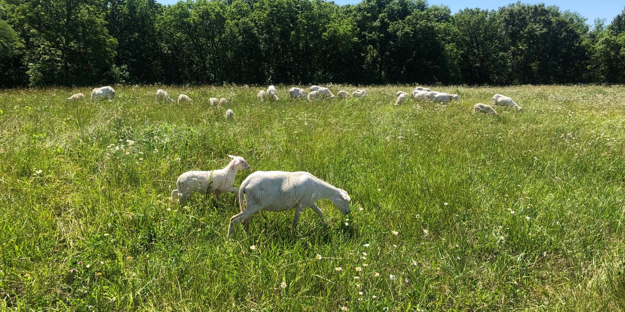 St Croix ewes with their lambs by their side, grazing on fresh, green, grass.