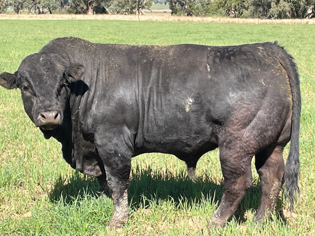 Harlees Limousin Bull