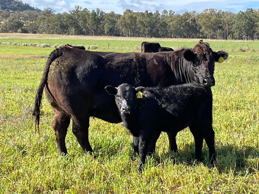 Harlees Limousin Cow