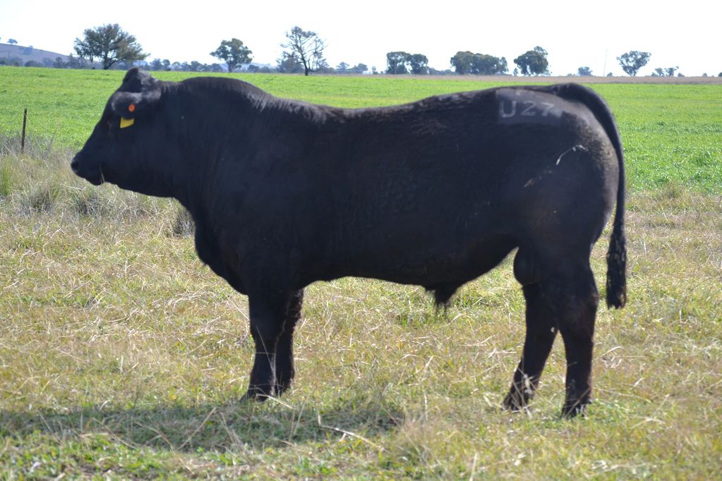 U27 Limousin Bull