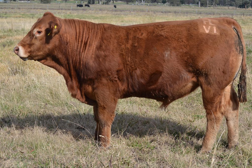 Limousin Bull