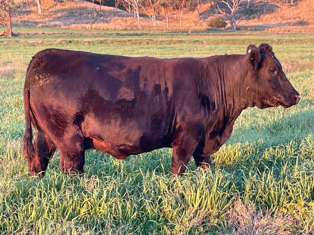 Harlees Limousin Cow