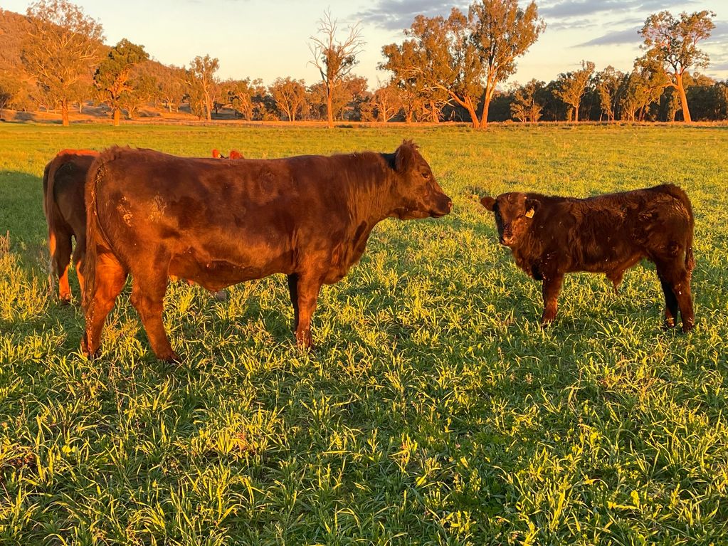 Harlees Limousin Cow