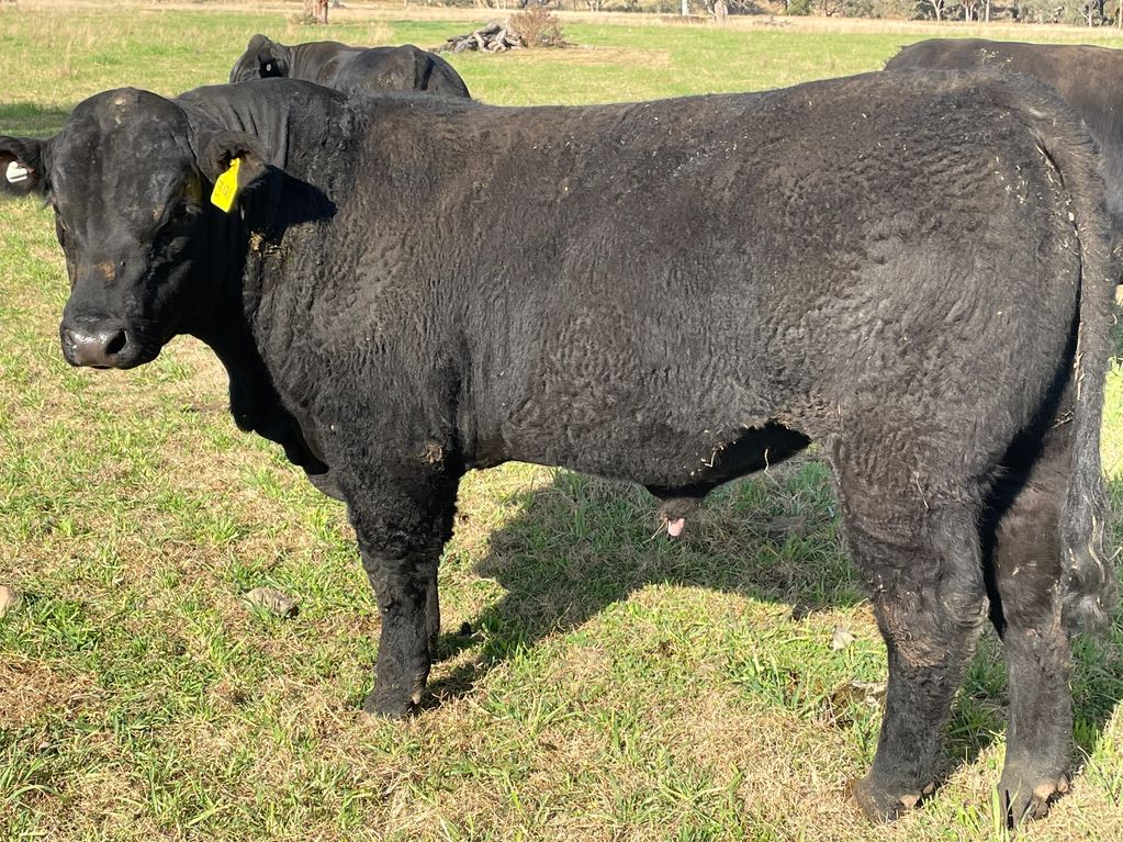 Harlees Limousin Bull