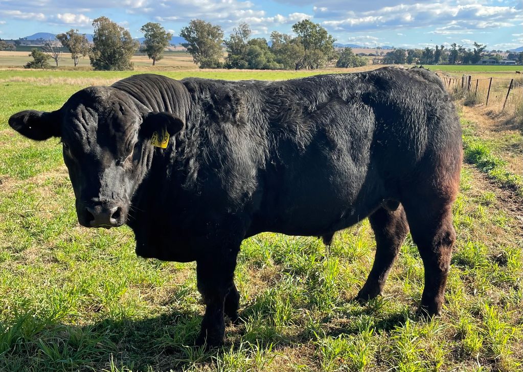 Harlees Limousin Bull