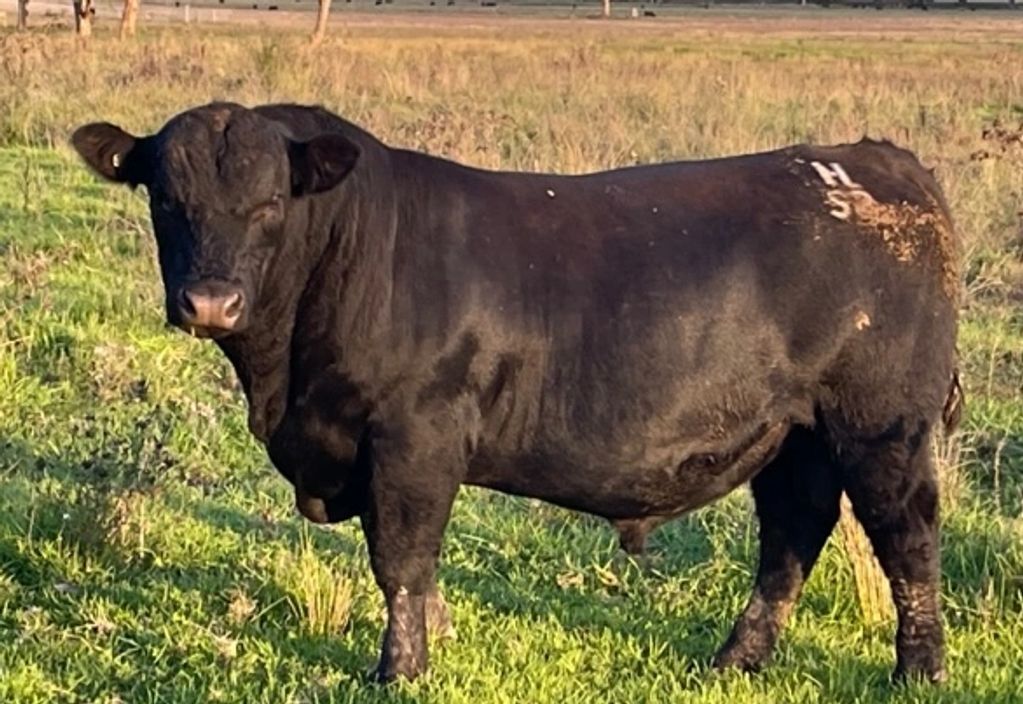 Angus Bull