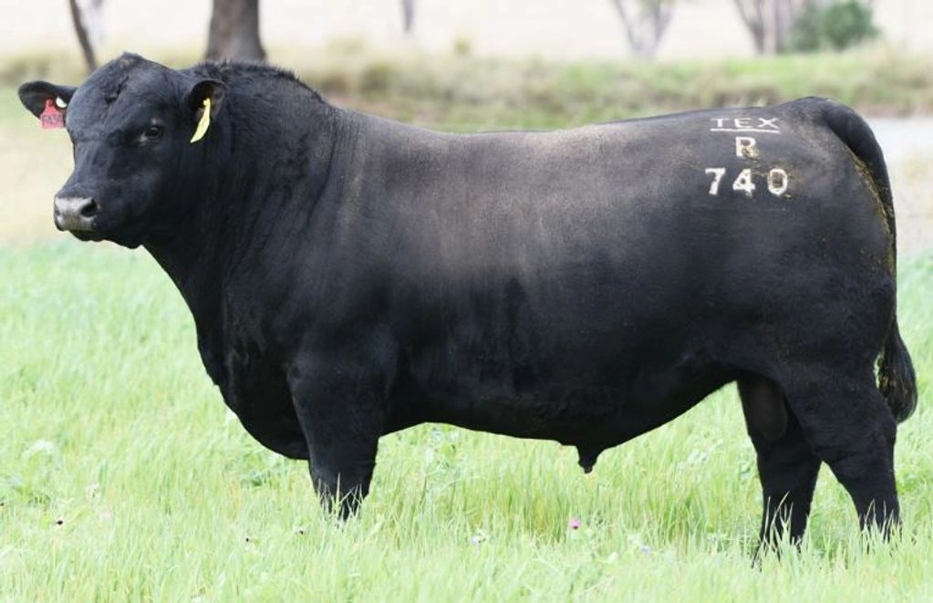 Texas Maverick Angus Bull
Half brother to the $225000 Texas Iceman