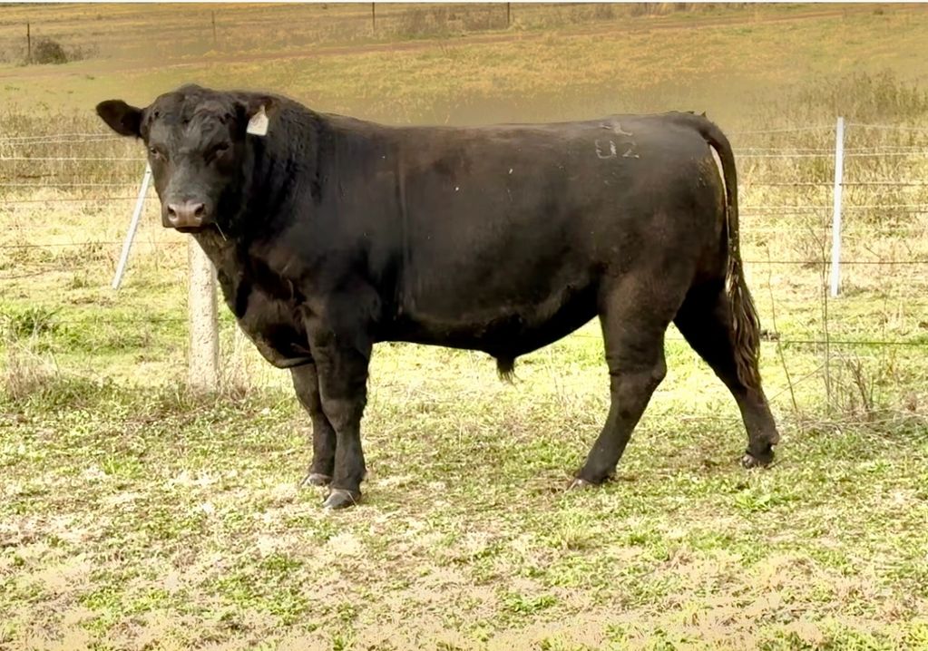 Angus Bull