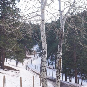 Snow-covered pathway winding through a forest with bare trees.