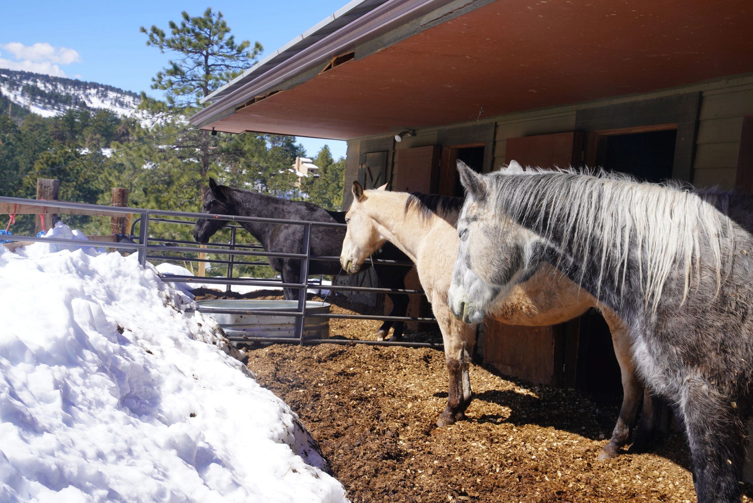 Mountain View Equestrian Summer Camp 2026