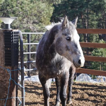 Gray horse standing in a fenced area.