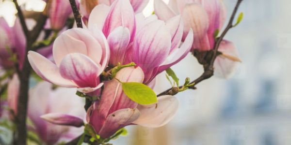 Close-up of pink magnolia flowers on a branch.