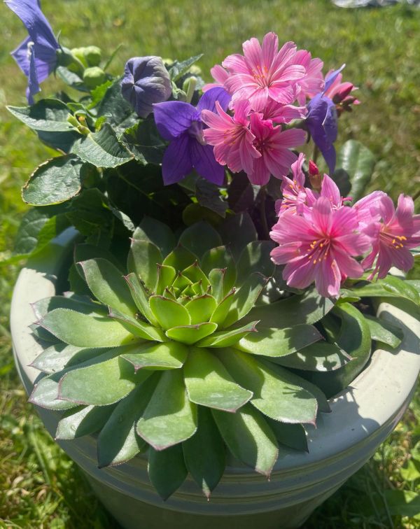 A vibrant potted succulent with pink and purple flowers in sunlight.