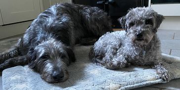 Home from home dog boarding:) 