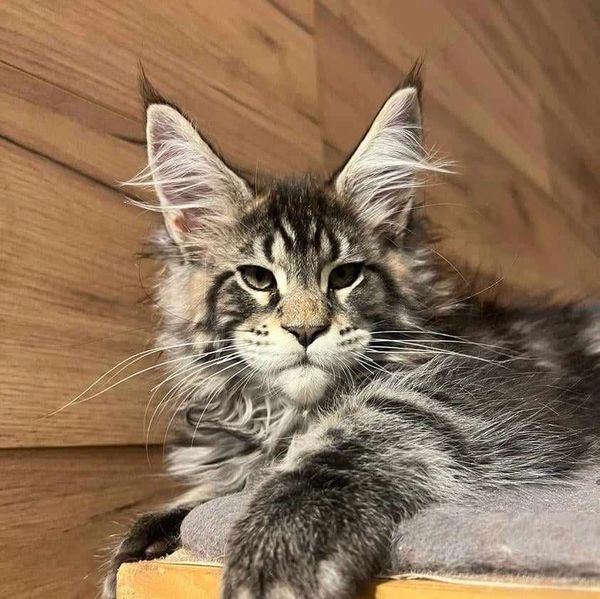 Maine Coon Cat Kitten South Carolina, Maine Coon Cat Kitten Georgia, Maine Coon Cat Kitten Florida