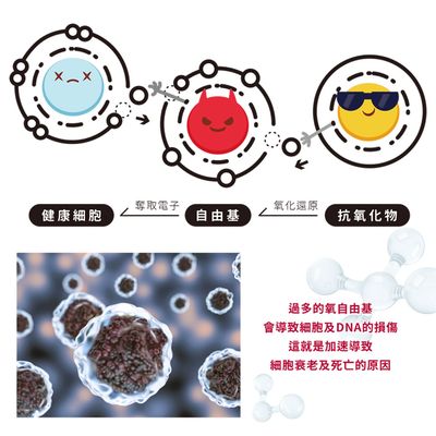 自由基導致人體老化(氧化)反應