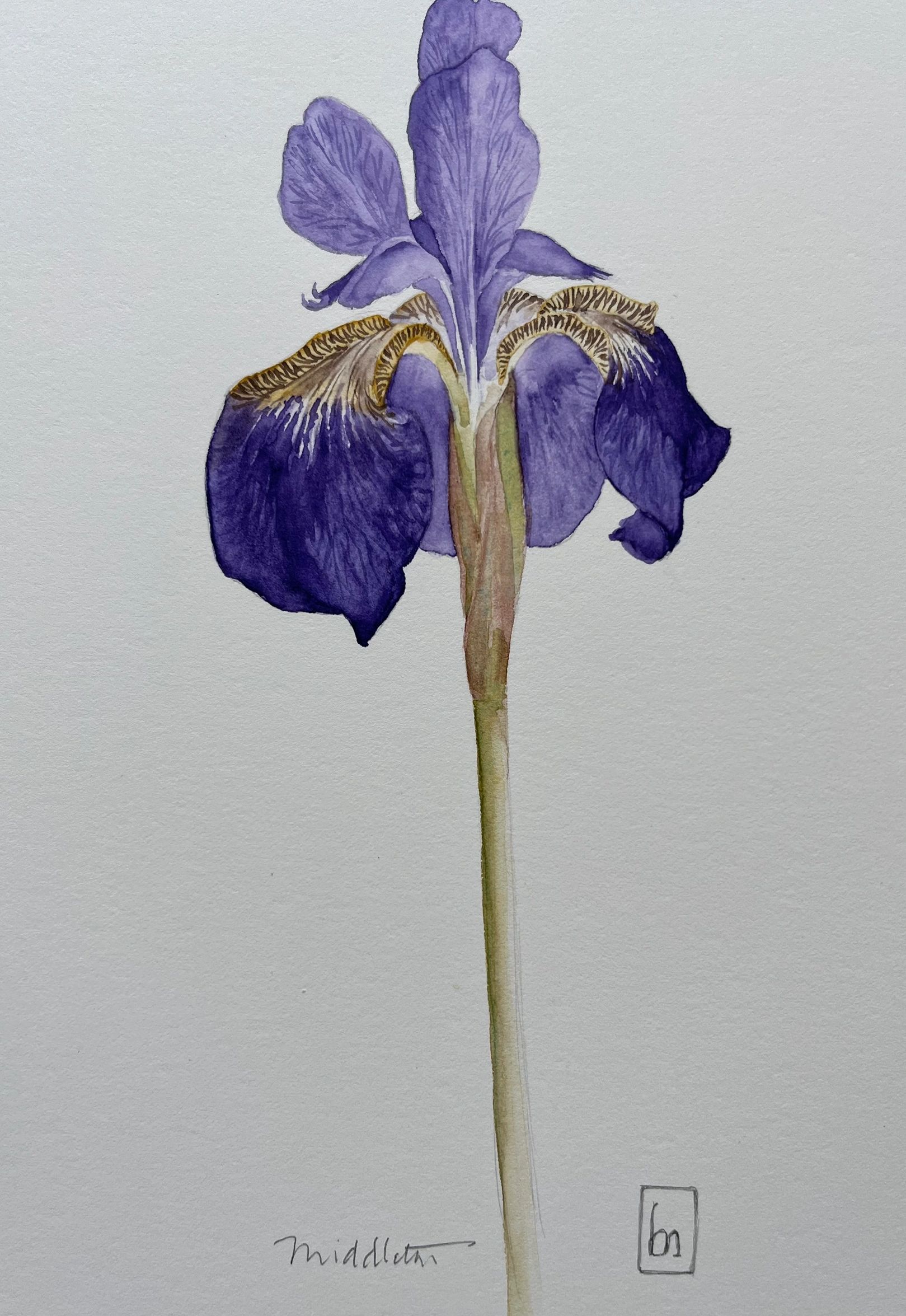 Siberian Iris ( watercolour on French paper )