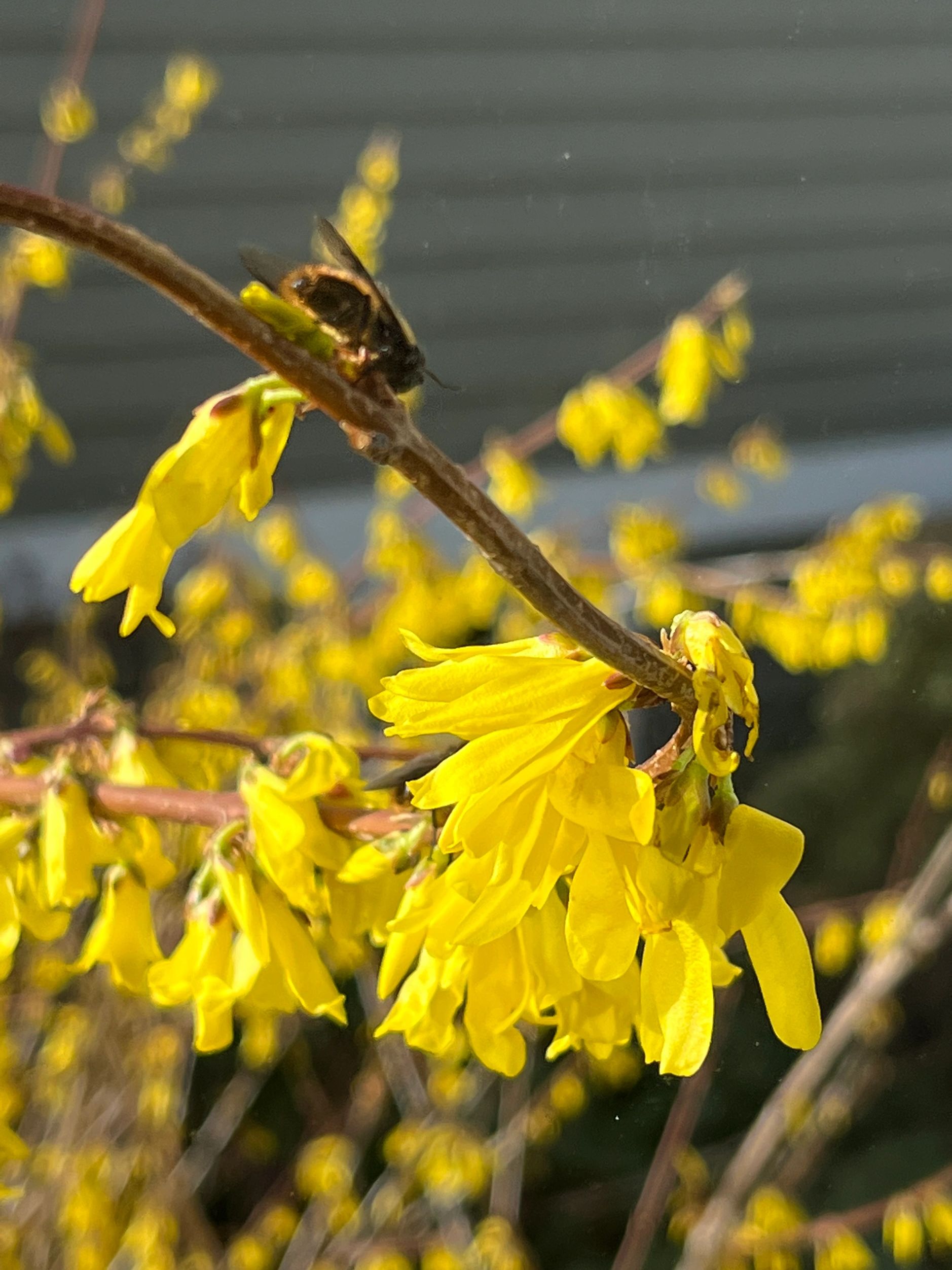 Our forsythia bloomed very early this year.… before March and before our last snow which followed th
