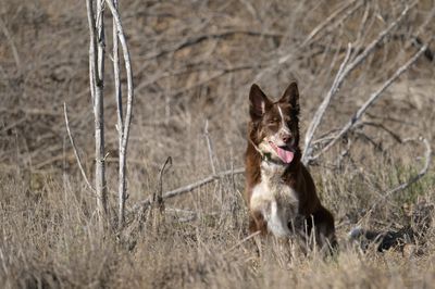 A brown and white dog sitting in dry grass with its tongue out.