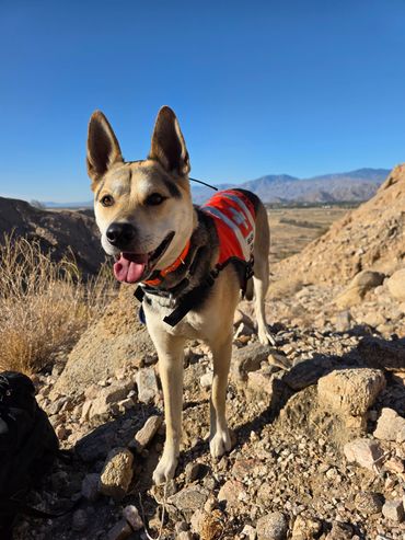 A happy dog wearing an orange vest on a rocky trail with mountains in the background.