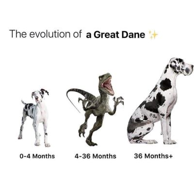HOW TO PREPARE YOUR HOME & FAMILY FOR A GREAT DANE
1) Lift a 200 lb bag of wet sand up and down the 