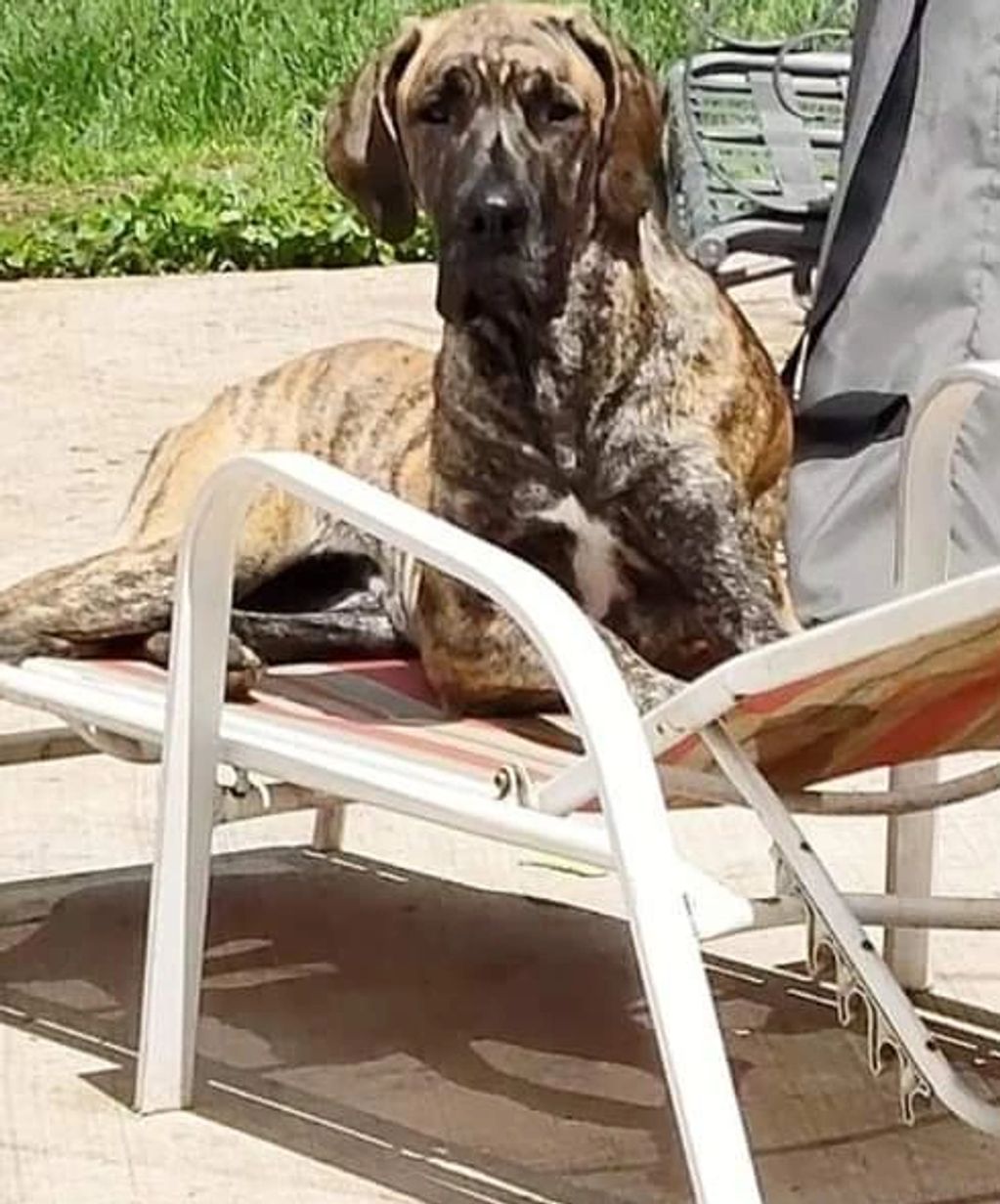 Tula sunbathing