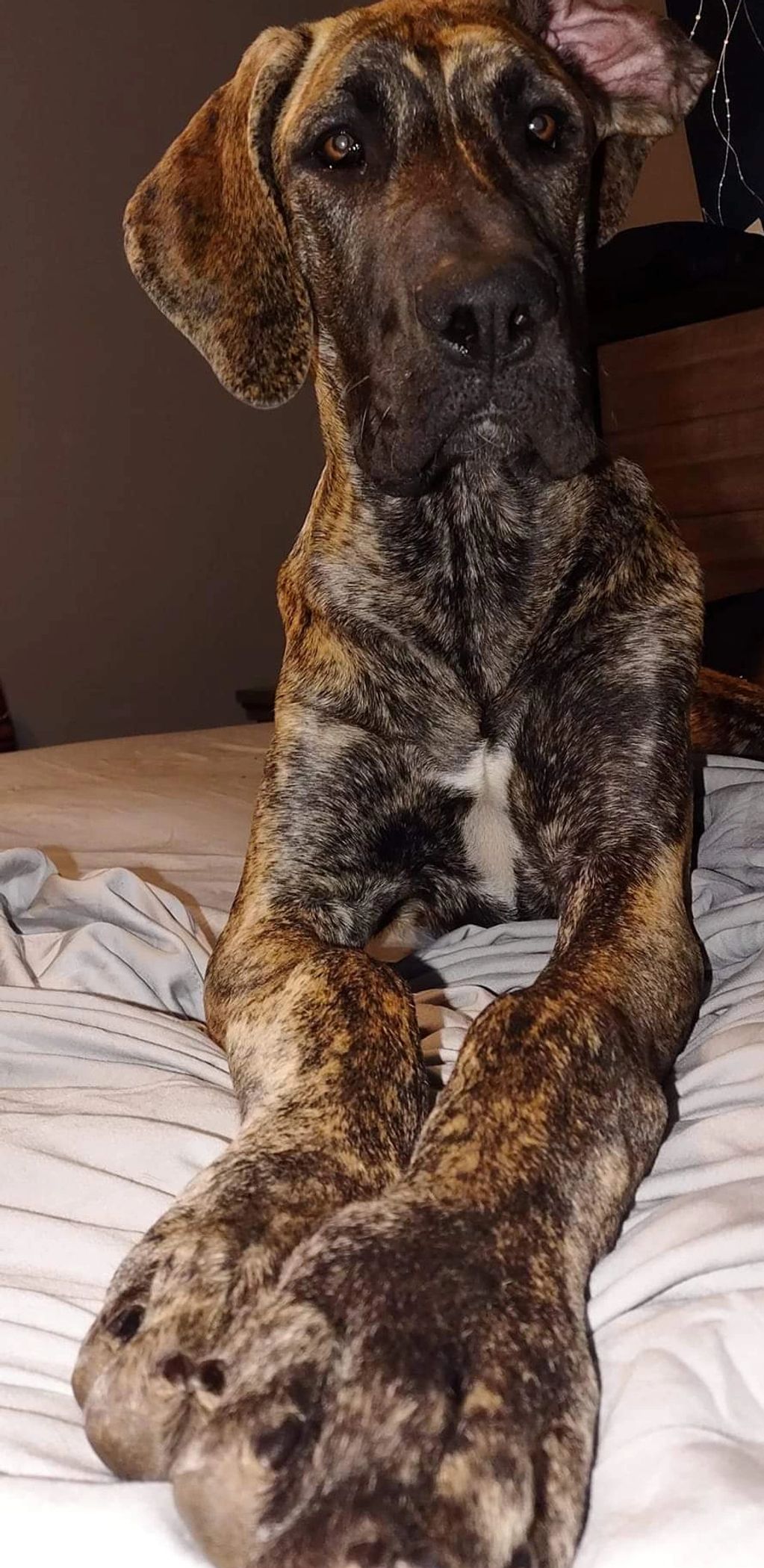 Tula is our beautiful brindle girl