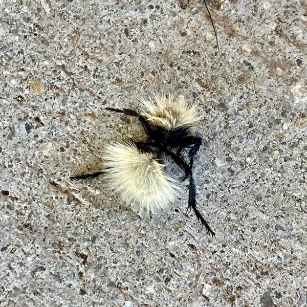 Velvet ant
