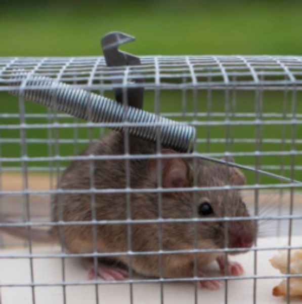 Live trapped mouse