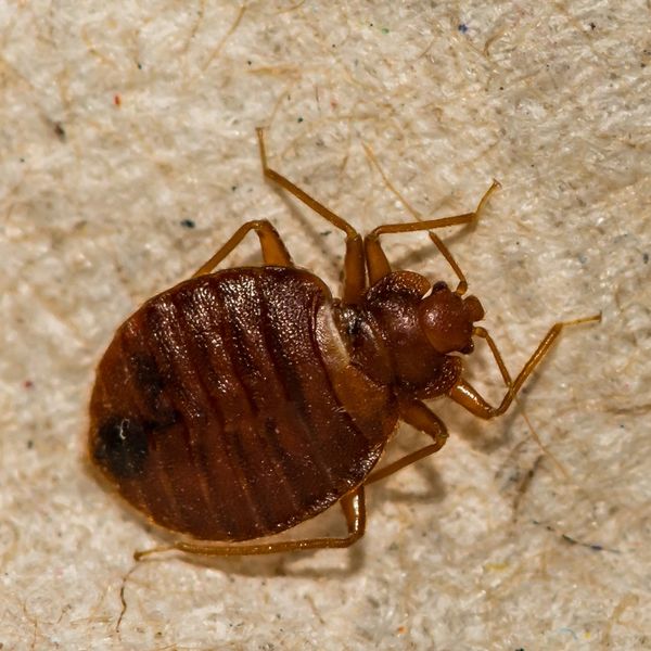 Tick