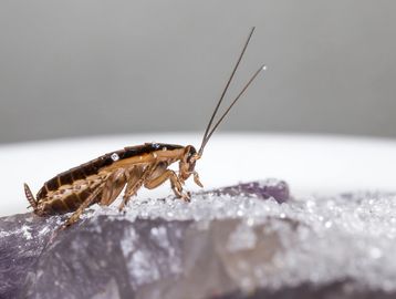 A Cockroach siting on a ledge.