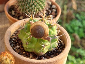 snail on cactus