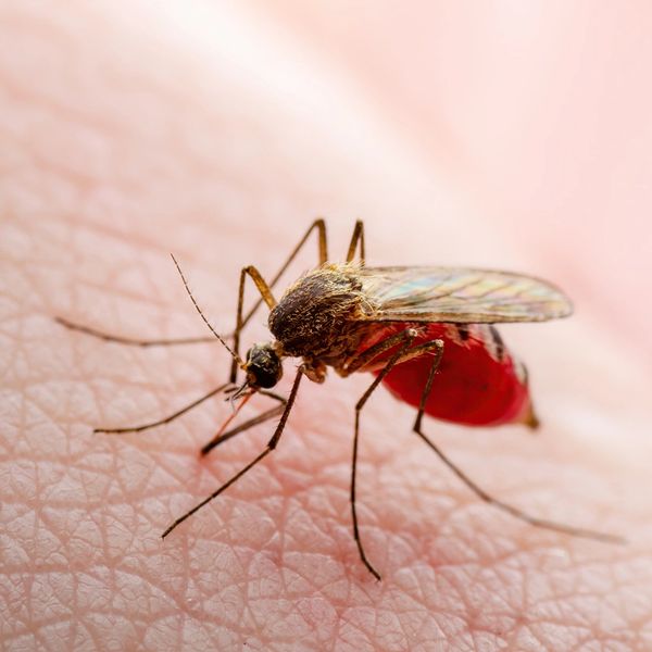Mosquito