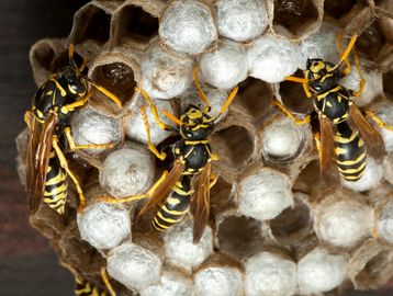 Paper wasp and nest