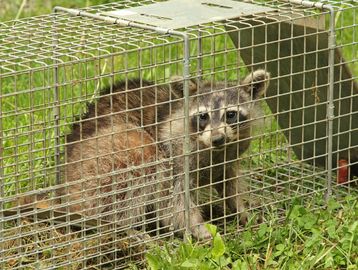 live trapped raccoon