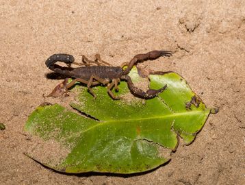 Scorpion on a leaf
