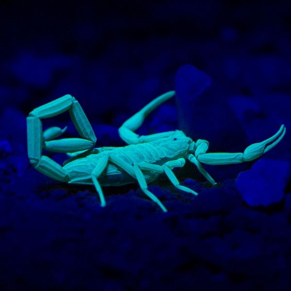 Scorpion glowing in the dark under blue light
