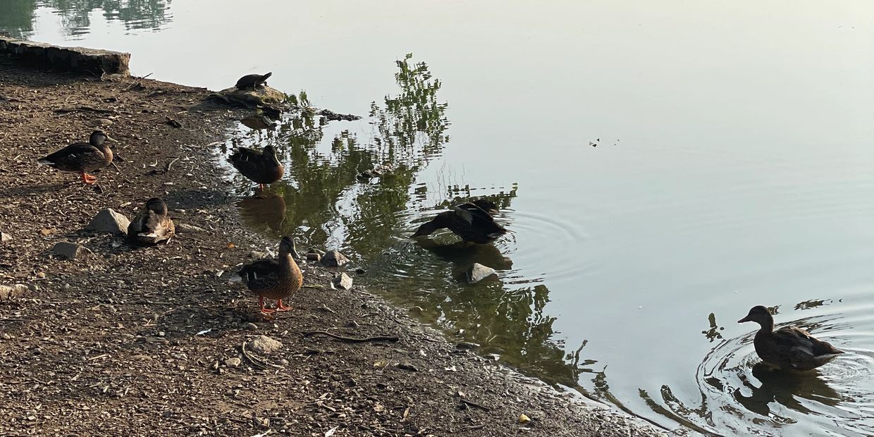 LAKE SIDE DUCKS:PROSPECT PARK, PARADE STREET ENTRANCE