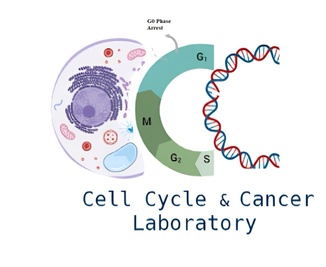 Cell Cycle and Cancer Laboratory, BHU