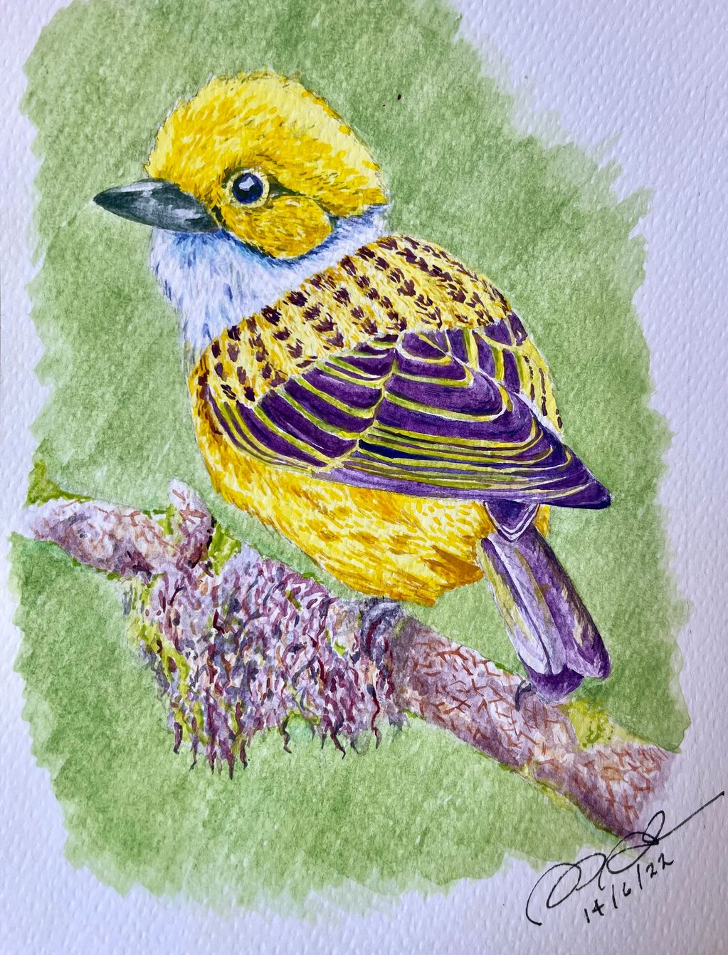 aquarela de passarinho