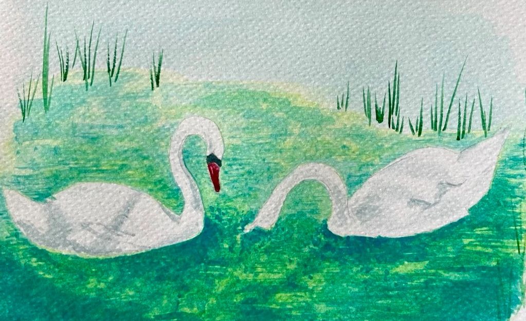 swans on a lake
cisnes no lago