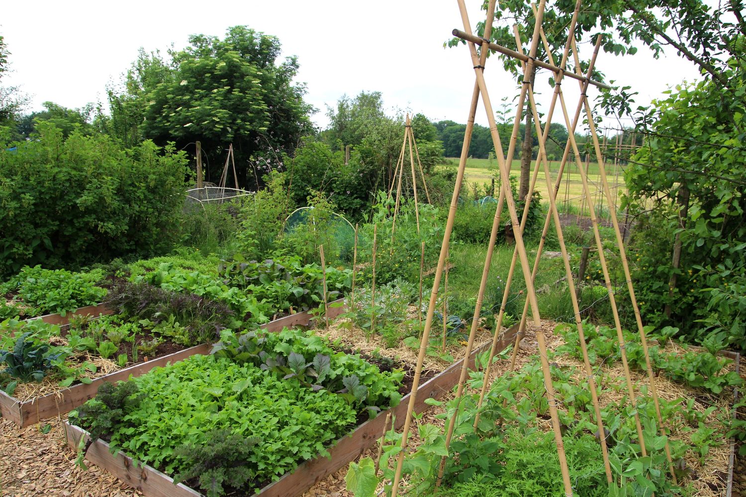 Raised bed garden with trellis'