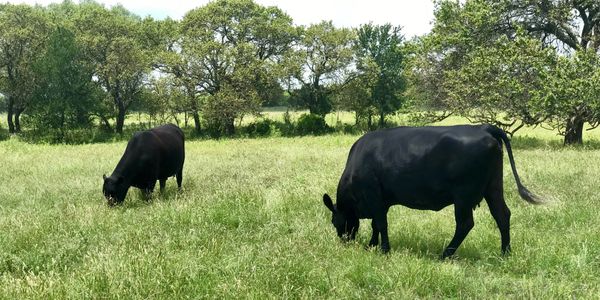 Texas Size Whole, Half, And Quarter Calf Deposits — Half Calf