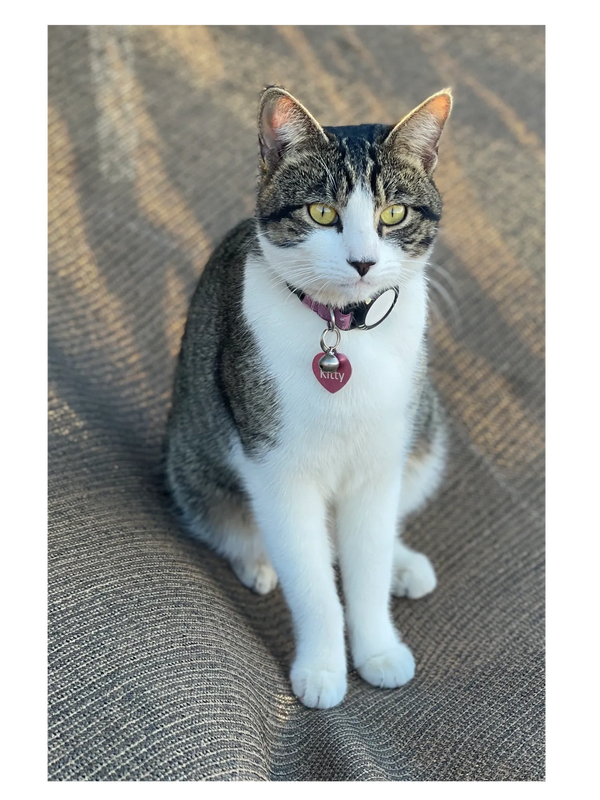 Kitty @ Chick-Ranch 
