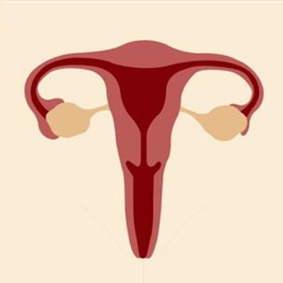 Uterus 